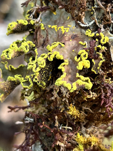 Gold Specklebelly Lichen
