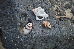 Muricoidea