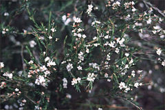 Baeckea linifolia