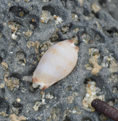 Pseudozonaria nigropunctata