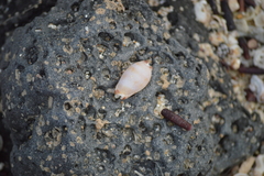 Pseudozonaria nigropunctata