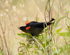Agelaius phoeniceus californicus