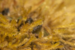 Catagoniopsis berteroana