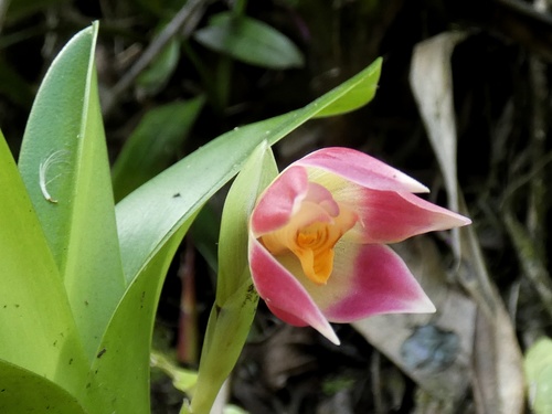 Maxillaria bradeorum