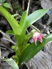Maxillaria bradeorum