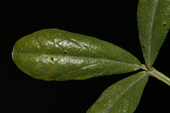 Ladeania lanceolata