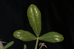Ladeania lanceolata