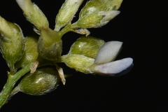 Ladeania lanceolata