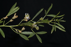 Ladeania lanceolata