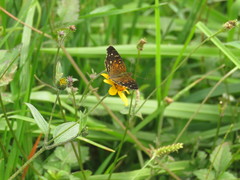 Anthanassa atronia