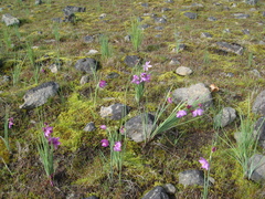 Olsynium douglasii