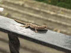 Anolis laeviventris