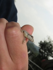 Anolis laeviventris