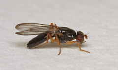 Chyliza leptogaster
