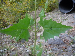 Atriplex prostrata latifolia