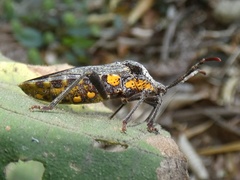 Piezogaster loricata