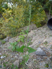 Atriplex prostrata latifolia