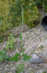 Atriplex prostrata latifolia