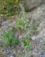 Atriplex prostrata latifolia