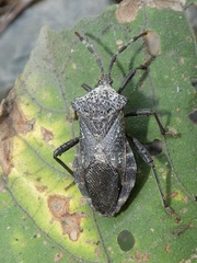 Piezogaster loricata