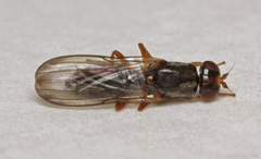 Chyliza leptogaster