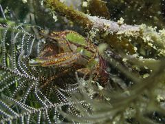 Synalpheus stimpsonii