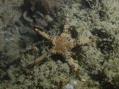 Iconaster longimanus