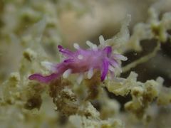 Okenia purpurata