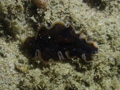 Pseudobiceros hancockanus