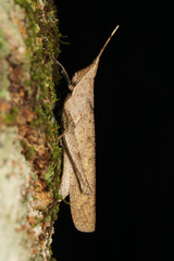 Desmoptera truncatipennis