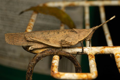 Desmoptera truncatipennis
