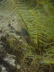 Synalpheus stimpsonii