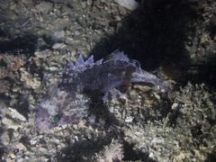 Centrogenys vaigiensis