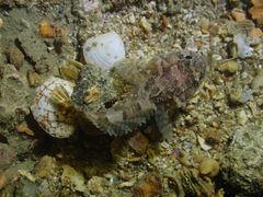 Batrachomoeus trispinosus