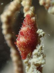 Crenavolva striatula