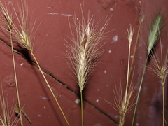 Hordeum