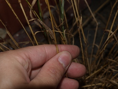Hordeum