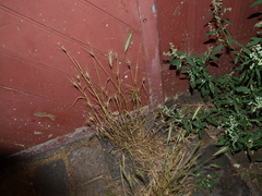 Hordeum