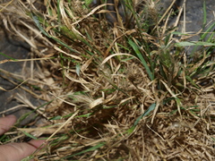 Hordeum