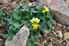 Viola biflora
