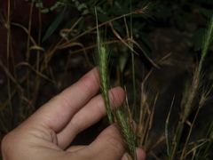 Hordeum