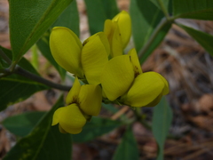Baptisia cinerea