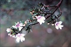 Prostanthera saxicola montana