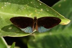 Eunica chlororhoa