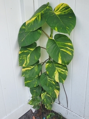 Epipremnum aureum image