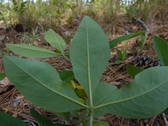 Baptisia cinerea