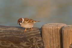 Passer montanus