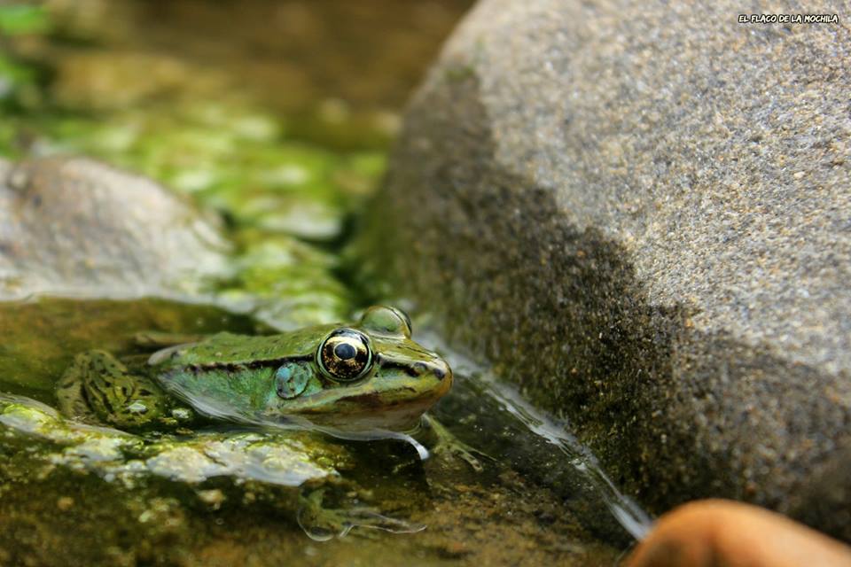 Lithobates bwana image