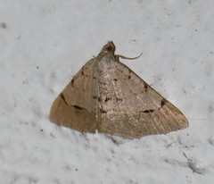 Frederickia flaviterminata