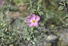 Cistus parviflorus